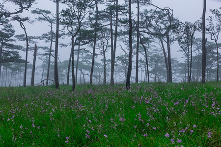 紫色草地带雾和野花田的松林场地图片