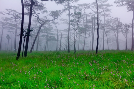 景观带雾和野花田的松林荒树图片