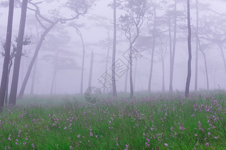 重点散焦带雾和野花田的松林雨图片