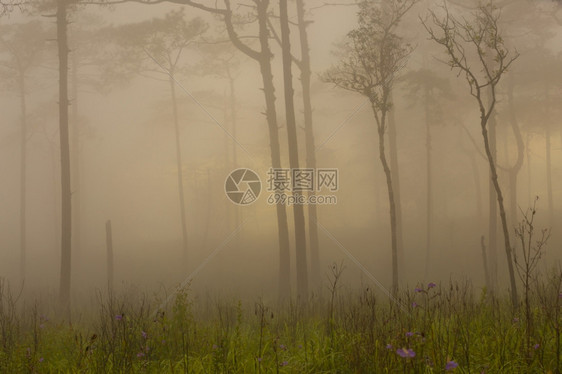 草常绿水平的森林喷雾图片