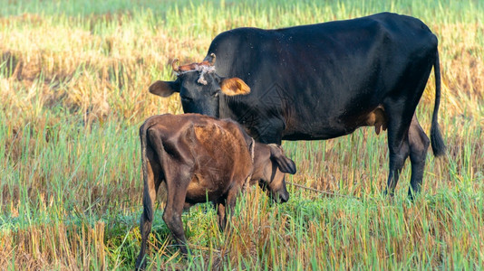 农田常绿在稻中向母牛走去的亲无限制的爱和照顾她们孩子概念笑声商业图片