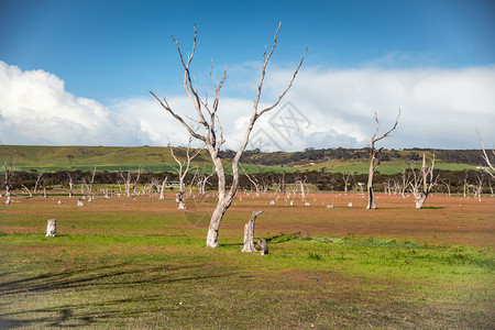 草地欧洲澳大利亚袋鼠岛Kangaroo岛草原上的小树木图片