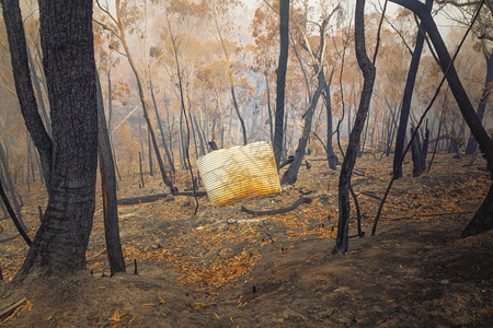 澳大利亚蓝山一池水和树口香糖在澳大利亚被野火烧毁橙木头衬套图片
