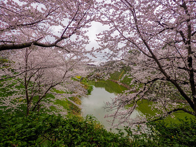 大和日本樱桃花在城堡护河前目的地树图片