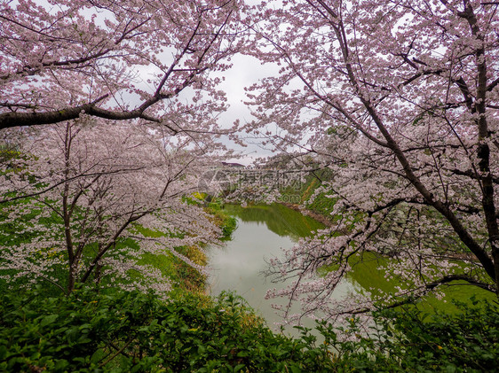 大和日本樱桃花在城堡护河前目的地树图片