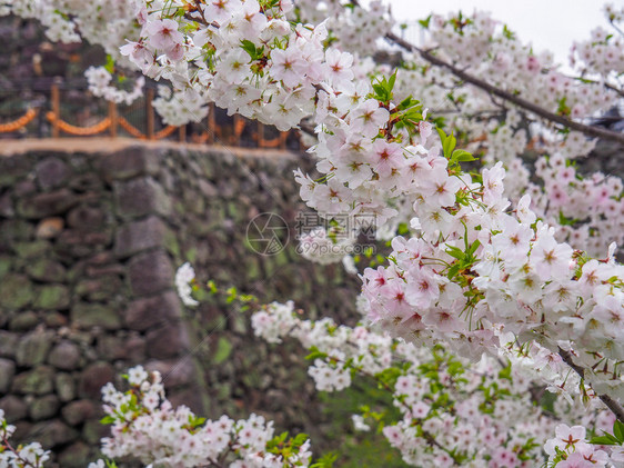 公园城堡墙前的日本樱桃花朵大和风景图片