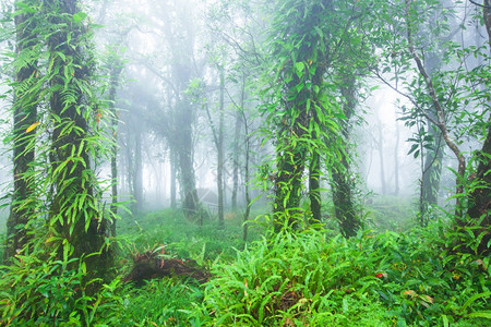 的景观清晨雾中原始热带森林的景象红树叶兰花野生植物和热带在泰国KhaoYai公园的雨季覆盖了树枝和干环境图片