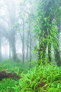 绿色清晨雾中原始热带森林的景象红树叶兰花野生植物和热带在泰国KhaoYai公园的雨季覆盖了树枝和干分支机构图片