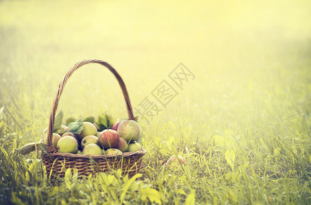 多汁的在绿草和太阳背景的篮子里盛着多彩苹果季节柳条图片