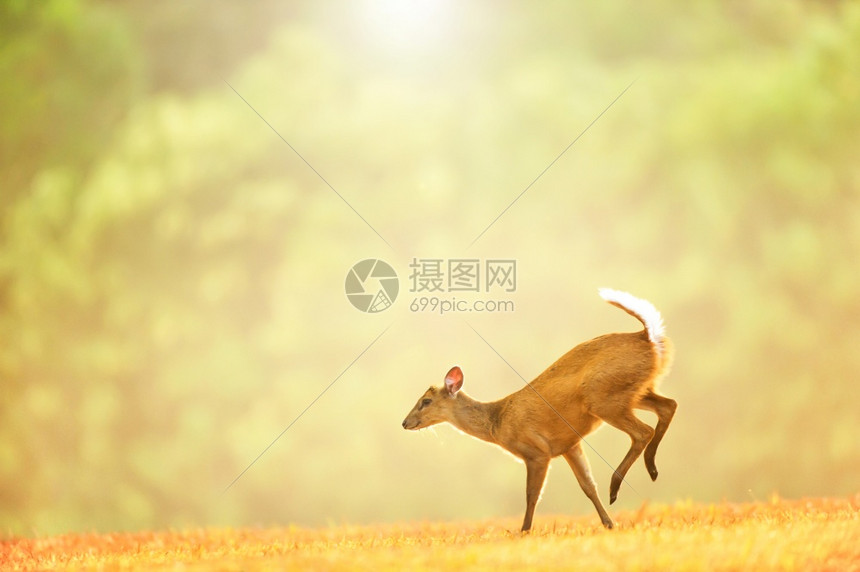 哺乳动物清夏晨在金草地上一只小公牛迈出第一步日通过绿色热带森林闪耀光芒照亮在泰国高亚井家公园教科文组织世界遗产址的本底绿叶公园夏图片