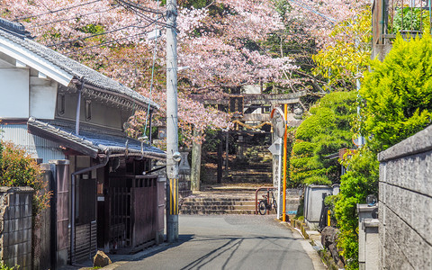 领导JAPANNARAAPRAIL16207年4月6日通往樱桃花丛的近郊区小街托米圣迹入口处风景优美四月图片