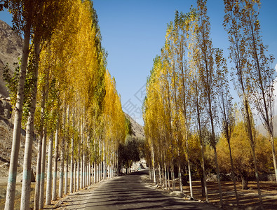 白杨雕面巴基斯坦SkarduGilgitBaltistan的清蓝天空Ghowari村秋天在黄色叶花木丛之间通向Khaplu的空铺路面车道背景