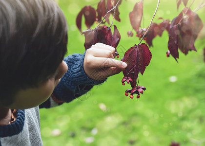 枫树在秋叶露出野小昆虫的男孩儿童探险家和在秋天户外学习野生物的幼童校对PortnoyFriendsBrea快乐的漏洞图片