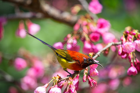 分支GouldrsquosSunbird夫人蓝胸的Sunbird青鸟在泰国清迈DoiAngKhang野季喜马拉雅樱花盛开时山上美图片