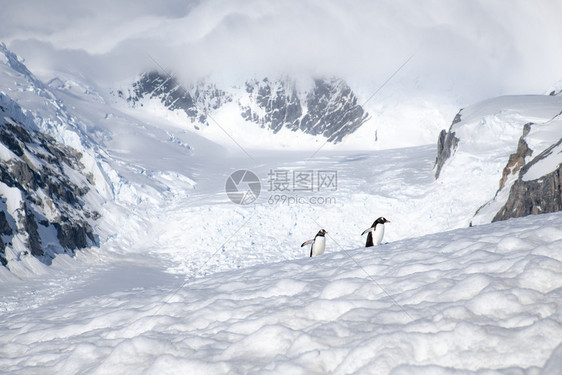 上坡两只企鹅孤单地行进在高原被雪覆盖的山峰歪凉爽的图片