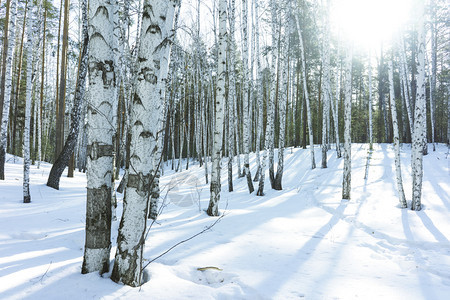 冬季雪景风光图片