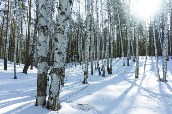 冬季雪景风光图片