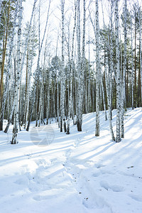 冬季雪景风光图片