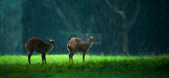 复杂抽象的泰国豪叶家公园教科文组织世界遗产地选择重点的雨林中绿草原上母幼鹿和公牛牧养常见叫鹿和放牧母亲图片