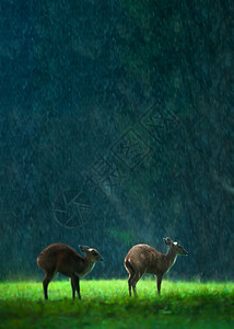 母亲泰国豪叶家公园教科文组织世界遗产地选择重点的雨林中绿草原上母幼鹿和公牛牧养常见叫鹿和放牧麂考图片