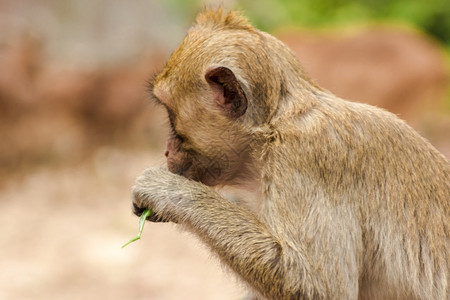 一只猕猴坐着吃东西被归类为中型猴子有棕色的体毛尾巴长于身的度头部中间发向上母亲可爱的比图片
