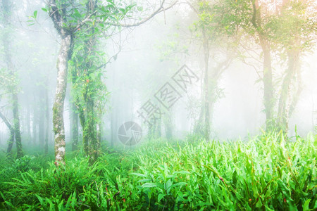 清晨薄雾红树叶在干中生长的绿色热带植物和教科文组织世界遗产地点泰国肖亚伊家公园分支中的古热带雨林泰国苏夫特重点神奇的联合教科文组图片