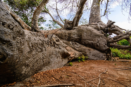 绿色苹果浏览器居住这是一棵Baobab树因为飓风桑给巴尔岛xAABA尽管投下落地但仍在继续生存和成长这使它在坦桑尼亚的给巴尔世界图片