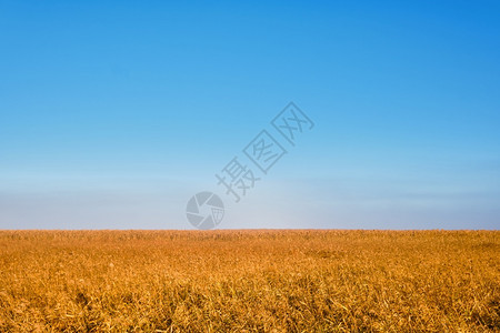 甘蔗早晨金的在夏季或秋初明蓝天空背景下金黄色的海藻背景是克拉斯诺达尔地区阿纳普卡河牧地风景美背图片