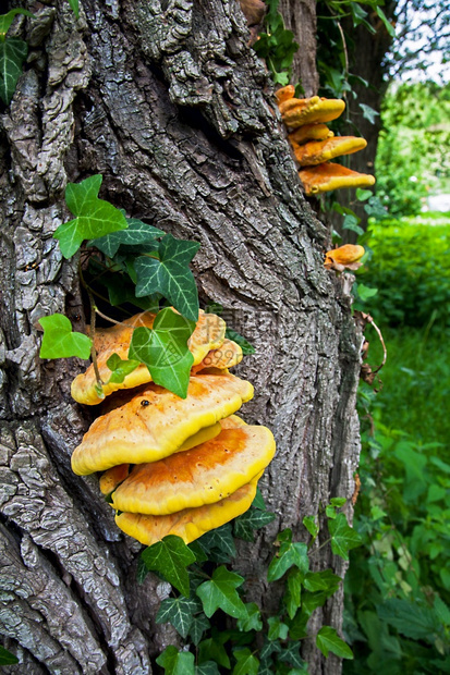 德国雷根斯堡巴伐利亚附近多瑙河湖一棵树干上的山鸡MushroomLaetiporus硫磺决心靠近自然图片