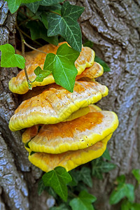 黄色的腐生菌自然德国雷根斯堡巴伐利亚附近多瑙河湖一棵树干上的山鸡MushroomLaetiporus硫磺图片