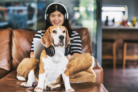 在职的疾病工作场所Beagle狗穿着耳机与亚洲商业妇女坐在一起使用技术笔记本电脑和耳机在家室内用视频会议电话工作社会距离概念在家图片