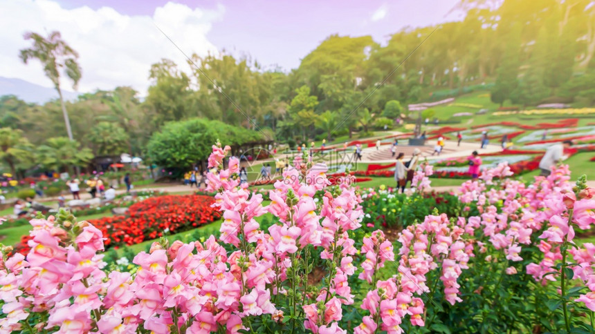 风景热带花园中盛开的五颜六色花朵一群游客放松在背景中模糊的DoiTungMaeFahLuang花园清莱泰国专注于粉红色的花朵丰富图片