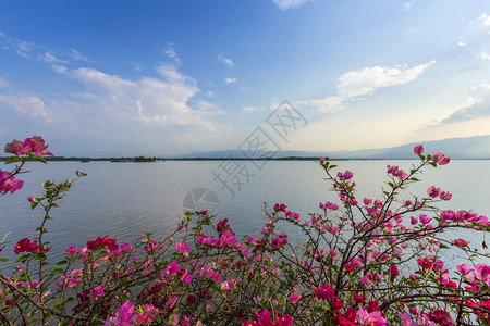 花园在泰国北部Phayao省KwanPhayao的KwanPayao日落时紫花朵在湖上或大沼泽山峰和蓝色飞天下九重葛轮廓图片