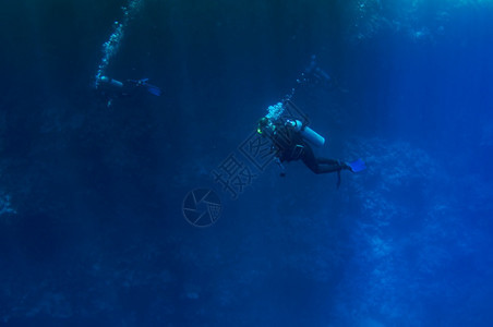 潜水员团体游泳的顶视图他们在珊瑚礁的背景下探索深海蓝色的水珊瑚礁背景脚蹼男和女检查海底潜水活跃的生气泡鱼巴斯塔运动的图片