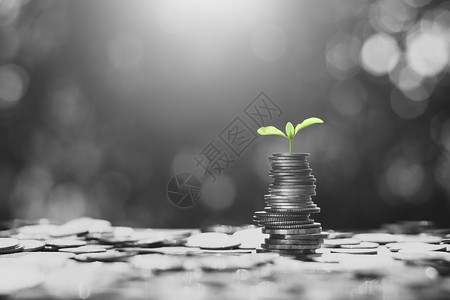 财富幼苗生长在硬币上想着金融增长财政有创造力的树苗图片