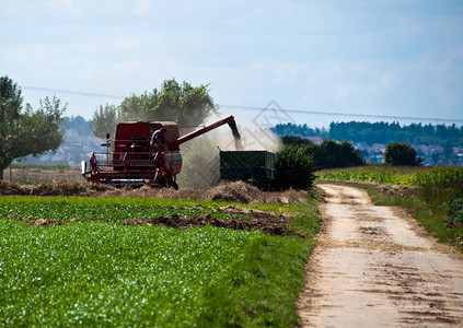 小麦金的在德国田地上联合收割玉米留在联合农场里而尾巴和壳子在机器的后面吐口水玉米被移进拖车里了这的玉米被挪到拖车里了场景图片