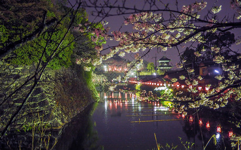 日本樱桃花在城堡的护服和墙前夜间著名的风景樱花图片