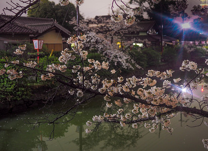 美丽的日本樱桃花在城堡的护服和墙前夜间开花朵图片