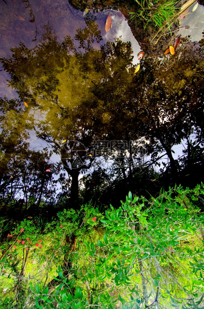 池塘射线墙纸神秘森林中的河流图片