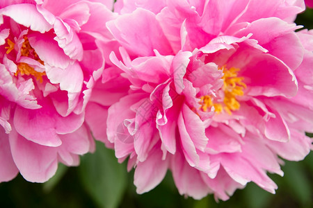 粉色小马图片 粉色小马素材 粉色小马高清图片 摄图网图片下载