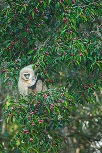 母亲LarGibbon或WhitedlenedGibbon在无花果树上喂养婴儿季节时熟的无花果子冬季早晨泰国KhaoYai公园教图片