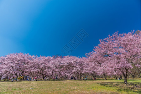 日本长野2014年月1日xA游客参观高远城迹公园xA位于日本长野县伊那市的一座小山上宽敞的公园拥有x盛开的美丽粉红色樱花xAxA图片