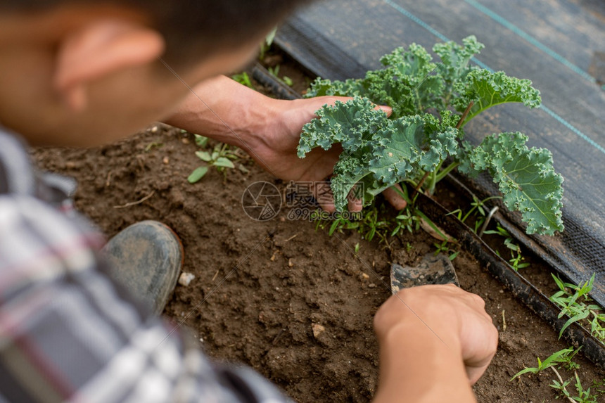 户外绿色园艺概念一个年轻的男园丁通过铲打植物周围的土壤来照顾一个菜种化学图片