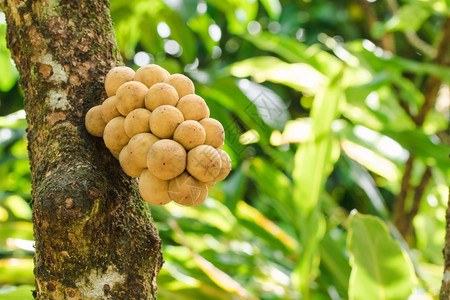 热带水果有甜美的口味球体厚粗黄叫龙孔细节沃营养图片