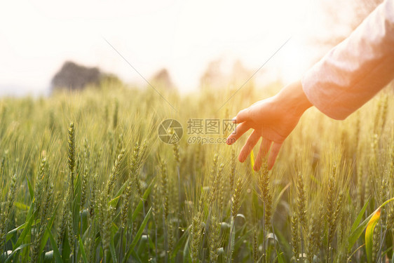 哲学田园诗般的女触摸着大麦气绿地真实的时尚女孩在农村享受和平夜晚在复制空间乡村慢活期过得很时间短健康图片