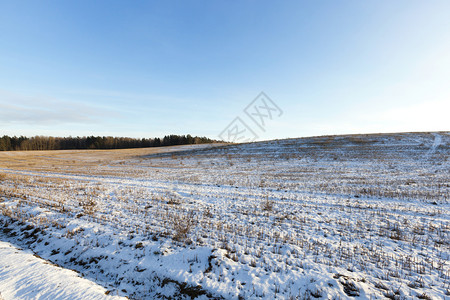 冬天的黄色季农业地面是白雪的漂流色移积覆盖着植物田中的干黄尾带包括了积雪和树枝图片