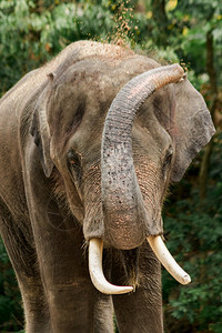 河摄影大象用他们的树干抓住泥土摇动它们到身体皮肤上旅行图片