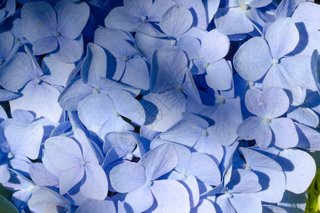 夏天MackroBluehydrangea蓝色花朵回落美术天然质料肖像纹理自然质料肖像摄影图案数码工作室背景对可爱家庭照片的最佳图片
