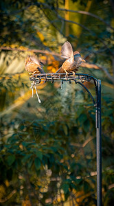 观看交配阳光黄色卷发小鸟情侣在后院一个网球柱上闲谈面对早光的温暖作为他们日常活动的一种仪式在清晨来到后院的一个网球站顶端图片