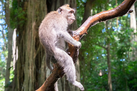 环境灵长类动物坐在树上专心地环顾周围面对本底猴子的绿叶周围布满外来雨林茂密的土生长马卡克印度尼西亚避难所图片